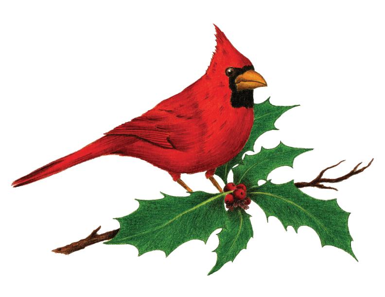 Cardinal Holly Blank Greeting Card