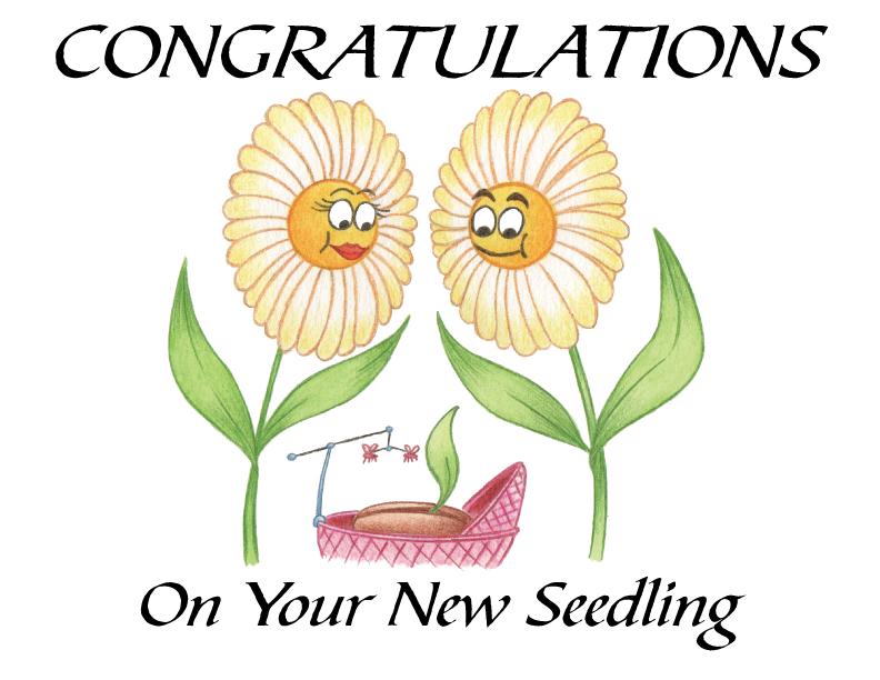 New Parents Blank Greeting Card